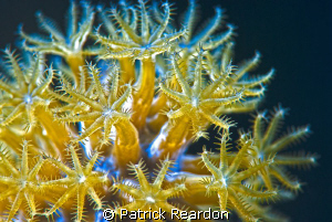 Super macro of gorgonian polyps with a nikon 105 and SubS... by Patrick Reardon 